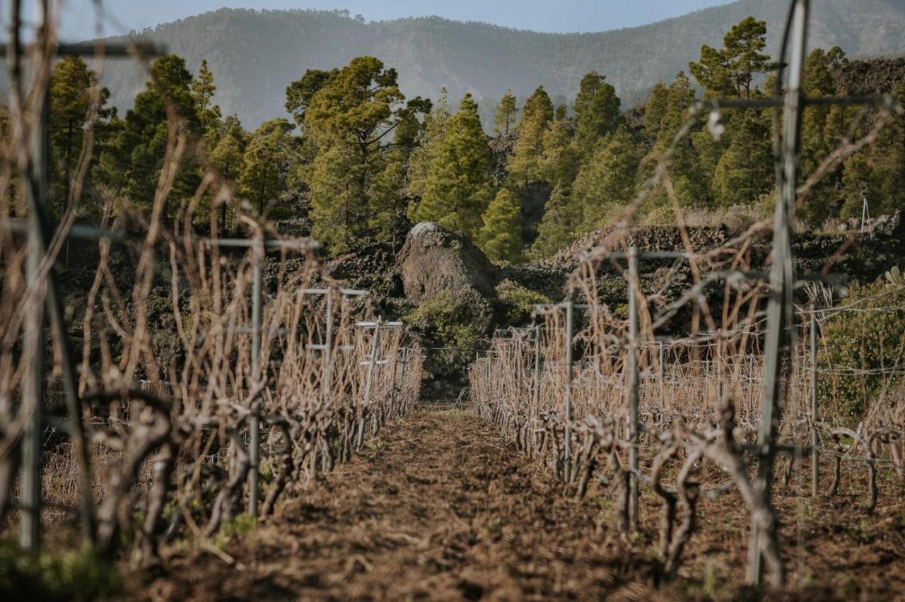 Finca Ecológica Ferrera. Alojamiento Rural. Arafo Exterior foto